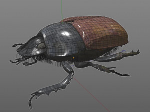 dung beetle insect low poly pbr rigged Model 3D