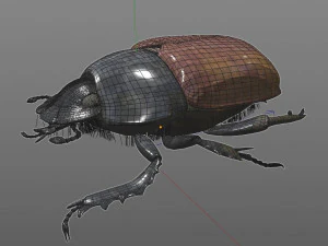 dung beetle insect low poly pbr rigged 3D Model