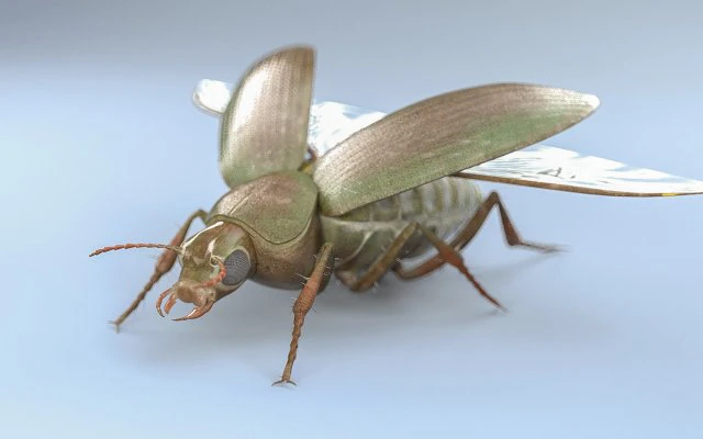 ground beetle insect rigged pbr low poly 3D Model .c4d .max .obj .3ds .fbx .stl .blend