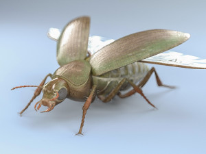 ground beetle insect rigged pbr low poly 3D Model