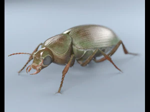 ground beetle insect rigged pbr low poly 3D Model