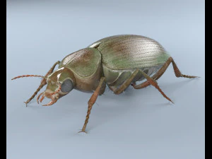 ground beetle insect rigged pbr low poly 3D Model