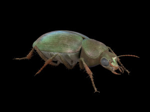 ground beetle insect rigged pbr low poly 3Dモデル