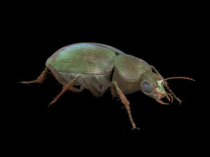 ground beetle insect rigged pbr low poly 3D Model