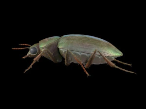 ground beetle insect rigged pbr low poly 3D Model