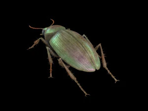 ground beetle insect rigged pbr low poly 3D Model