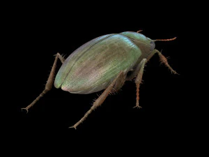 ground beetle insect rigged pbr low poly 3D Model