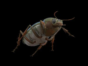 ground beetle insect rigged pbr low poly 3D Model