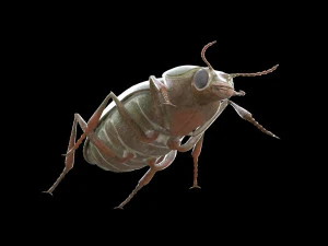 ground beetle insect rigged pbr low poly 3D Model