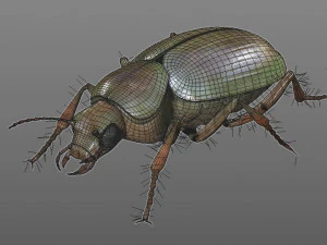 ground beetle insect rigged pbr low poly 3D Model