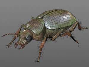ground beetle insect rigged pbr low poly 3D Model
