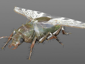 ground beetle insect rigged pbr low poly 3Dモデル
