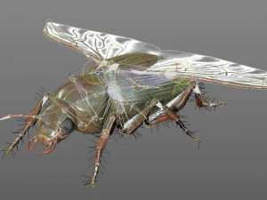ground beetle insect rigged pbr low poly 3D Model