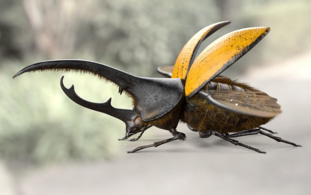 hercules beetle rigged pbr low poly insect 3Dモデル .c4d .max .obj .3ds .fbx .stl .blend 