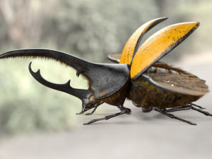 hercules beetle rigged pbr low poly insect 3D Model
