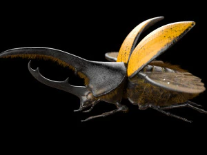 hercules beetle rigged pbr low poly insect 3D Model