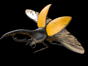 hercules beetle rigged pbr low poly insect 3Dモデル