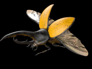 hercules beetle rigged pbr low poly insect 3D Model