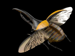hercules beetle rigged pbr low poly insect 3D Model