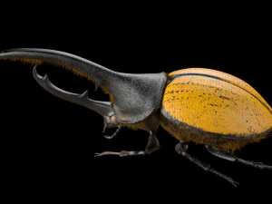 hercules beetle rigged pbr low poly insect 3D Model