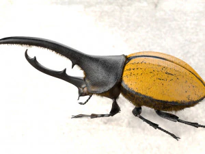 hercules beetle rigged pbr low poly insect 3D Model