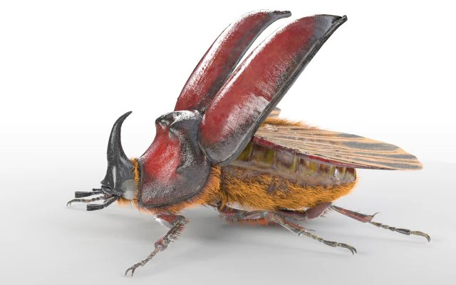 rhinoceros beetle rigged pbr low poly insect 3D Model .c4d .max .obj .3ds .fbx .stl .blend 