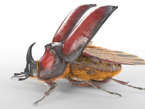rhinoceros beetle rigged pbr low poly insect 3D Модель