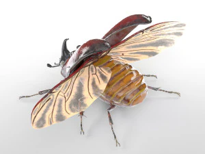rhinoceros beetle rigged pbr low poly insect 3D Model