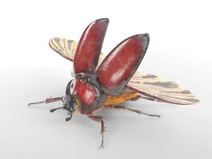 rhinoceros beetle rigged pbr low poly insect 3D Model