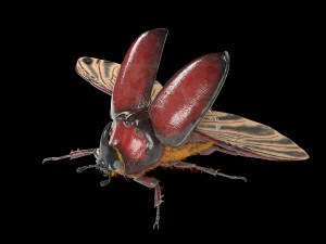 rhinoceros beetle rigged pbr low poly insect 3D Model