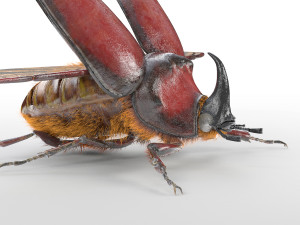 rhinoceros beetle rigged pbr low poly insect Modelo 3D