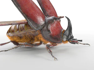 rhinoceros beetle rigged pbr low poly insect 3D Model