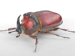 rhinoceros beetle rigged pbr low poly insect 3D Model