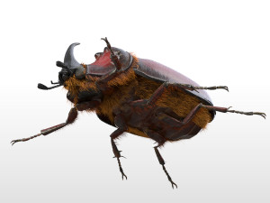 rhinoceros beetle rigged pbr low poly insect Modelo 3D