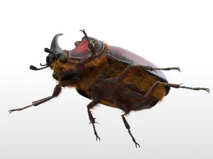 rhinoceros beetle rigged pbr low poly insect 3D Model