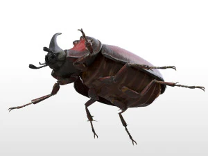 rhinoceros beetle rigged pbr low poly insect 3D Model