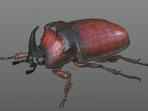 rhinoceros beetle rigged pbr low poly insect Modelo 3D