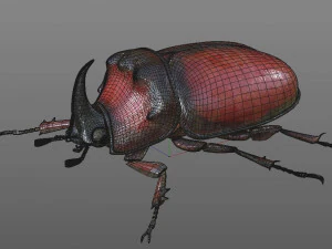 rhinoceros beetle rigged pbr low poly insect 3D Model