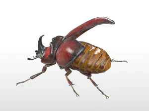 rhinoceros beetle rigged pbr low poly insect 3D Model
