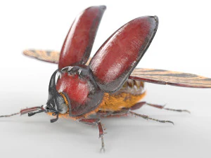 rhinoceros beetle rigged pbr low poly insect 3D Model