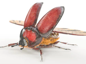 rhinoceros beetle rigged pbr low poly insect 3D Model