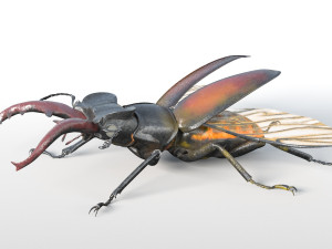 stag beetle pbr rigged low poly insect Modello 3D