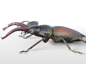 stag beetle pbr rigged low poly insect Modello 3D