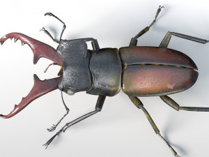 stag beetle pbr rigged low poly insect Modello 3D