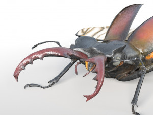 stag beetle pbr rigged low poly insect Modello 3D