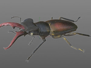 stag beetle pbr rigged low poly insect Modello 3D