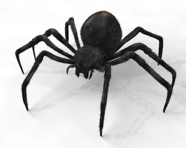 ragno vedova nera truccato low poly Modello 3D .c4d .max .obj .3ds .fbx .stl .blend