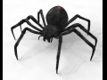 Black widow spider rigged low poly 3D Model