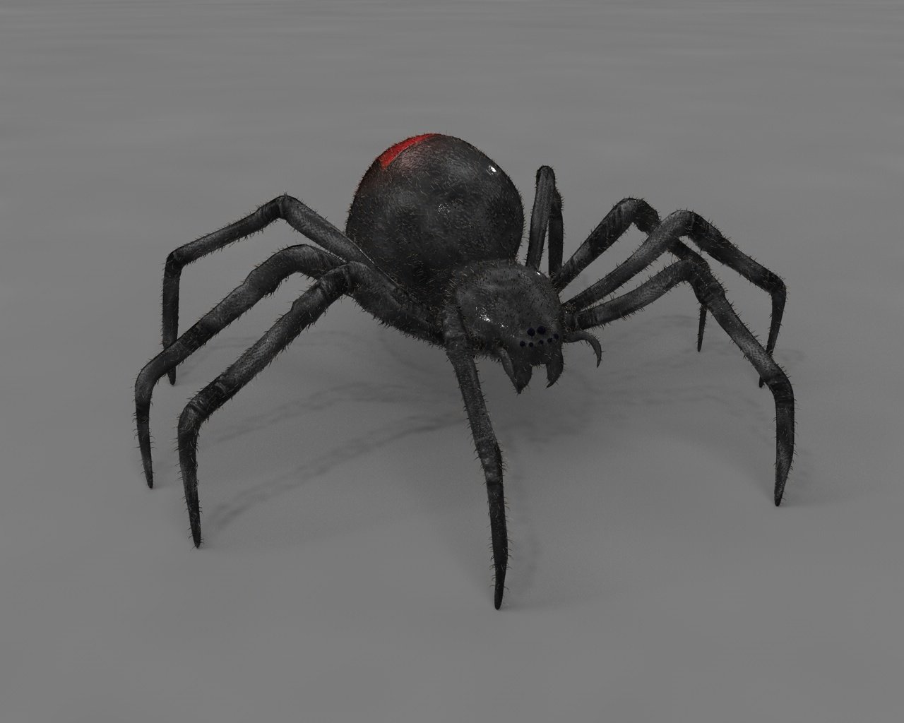 Black widow spider rigged low poly 3D Model in Insects