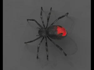 ragno vedova nera truccato low poly Modello 3D